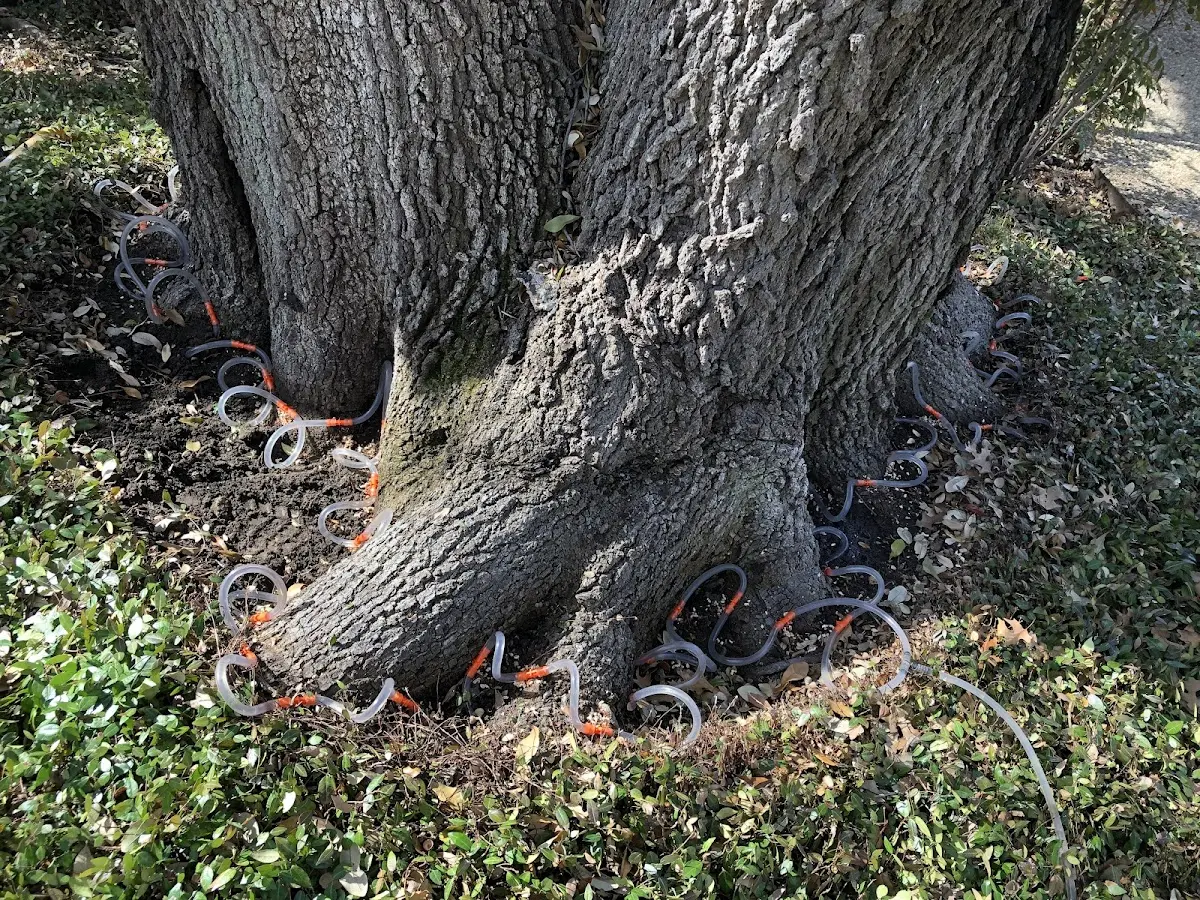 Detailed Tree Cabling and Bracing job site in Searsport