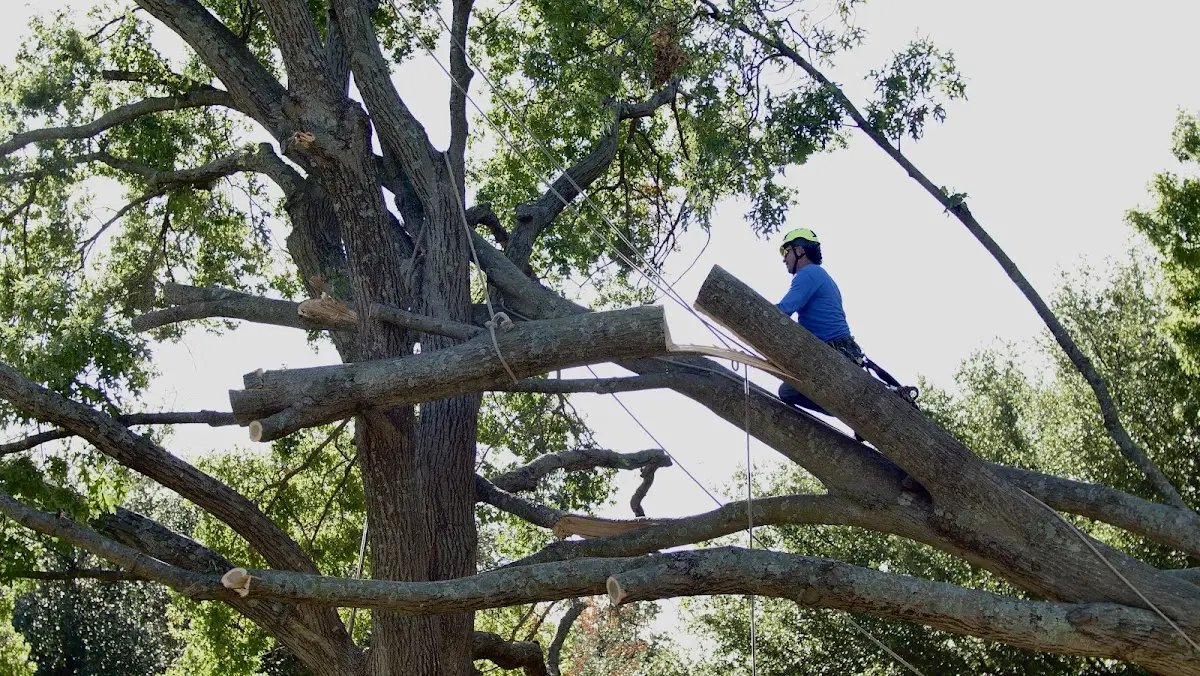 Professional Crown Thinning performed by certified arborists in Searsport