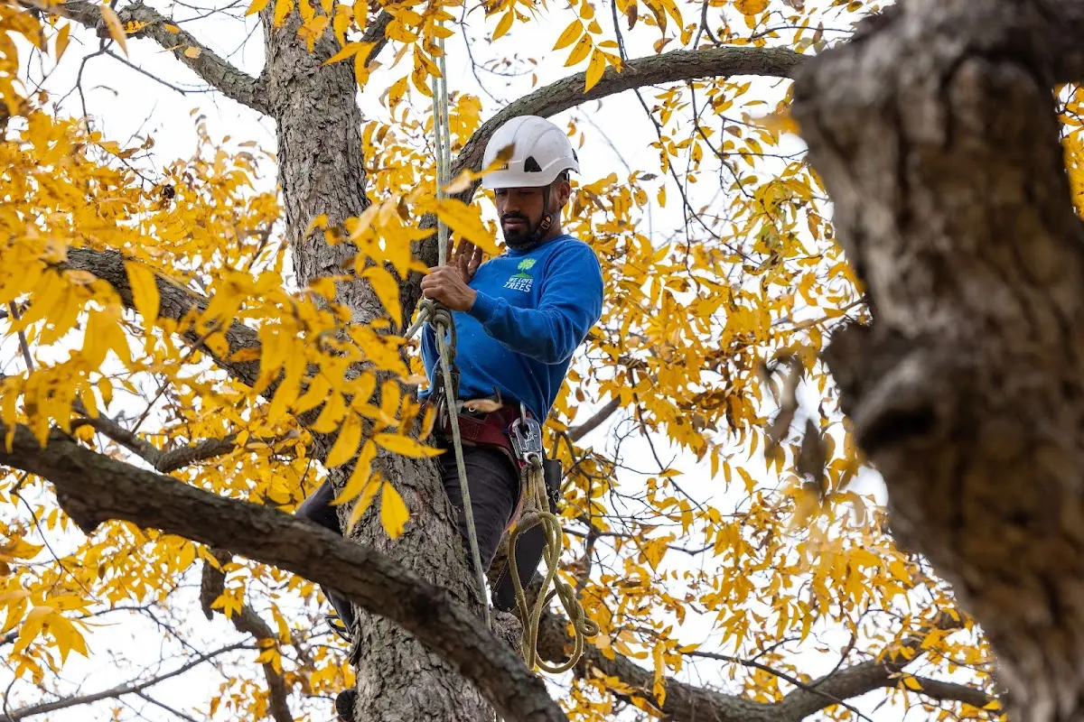 Skilled Tree Planting crew working in Searsport